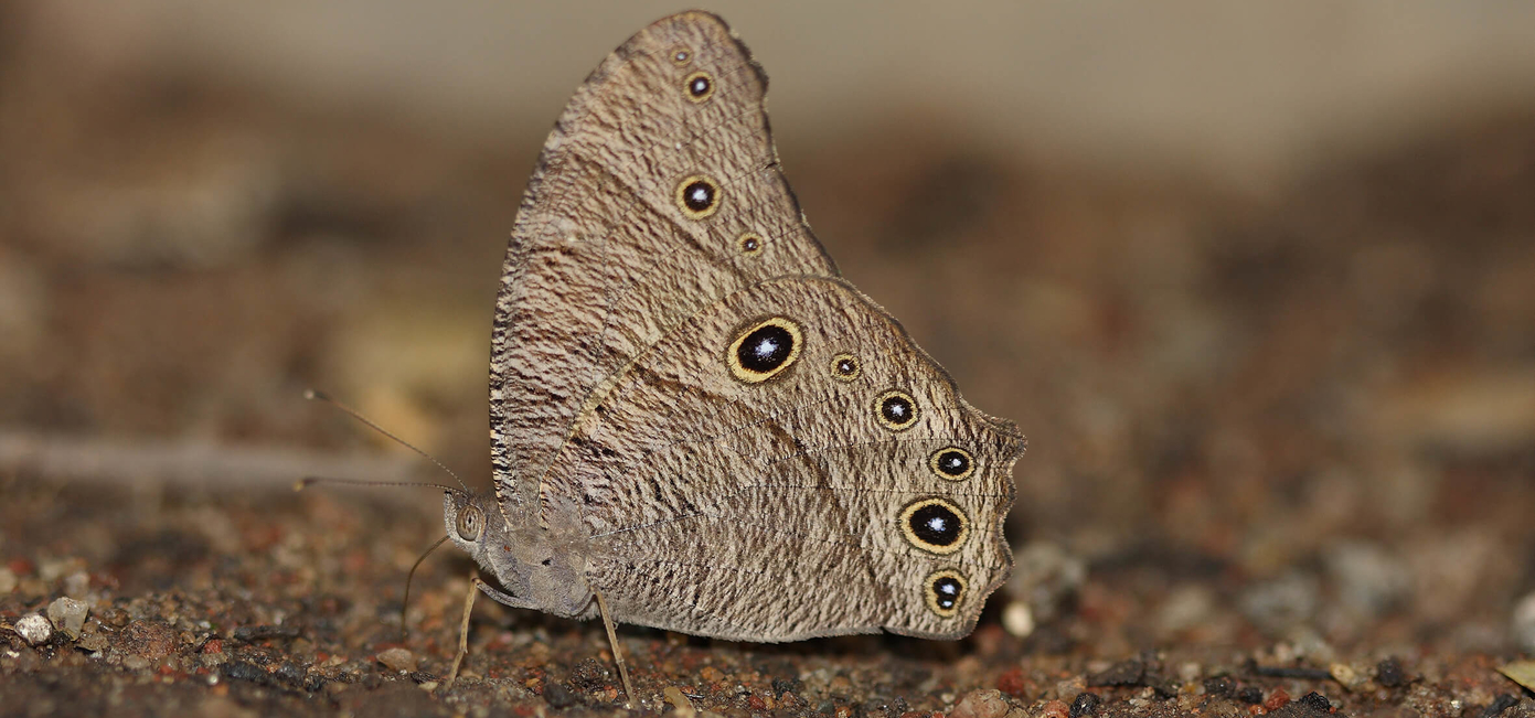 Common Evening Brown Sri Lanka Butterfly Catalog