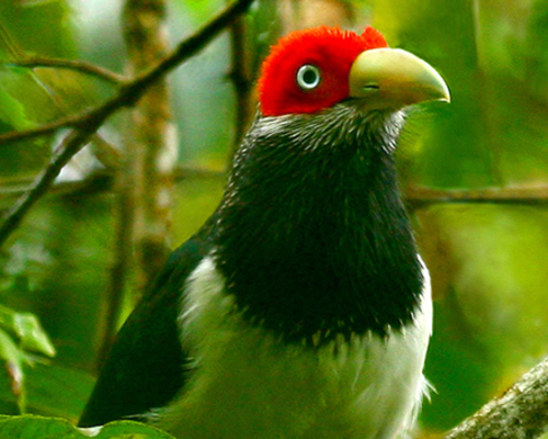 Red-faced Malkoha | Birds in Sri Lanka | Dilmah Conservation