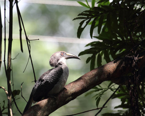 Sri Lankan Grey Hornbill
