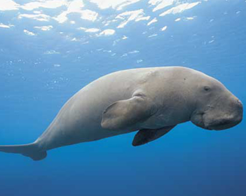 Dugong