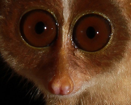 Sri Lankan Red Slender Loris