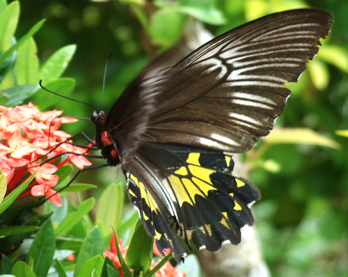 Ceylon Birdwing | Insects in Sri Lanka | Dilmah Conservation