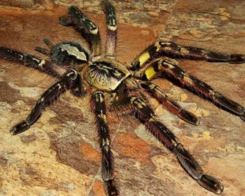 Tarantula