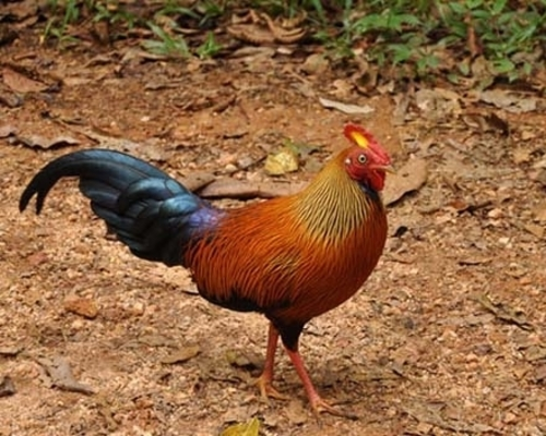 Sri Lankan Jungle Fowl | Birds in Sri Lanka | Dilmah Conservation