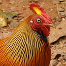 Sri Lankan Jungle Fowl