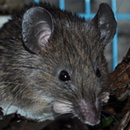 Sri Lankan Spiny Mouse