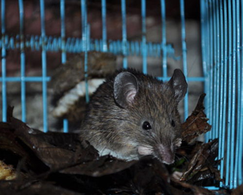 Sri Lankan Spiny Mouse