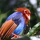 Sri Lankan Blue Magpie