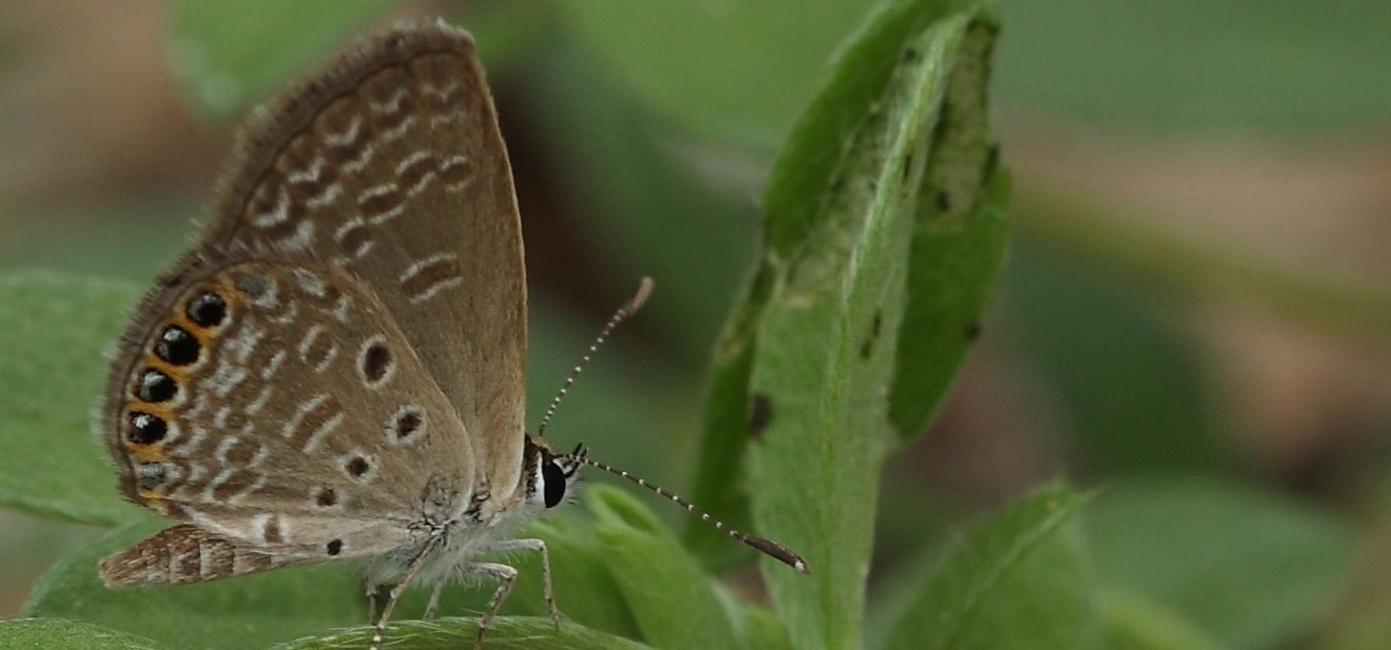 jewel butterflies