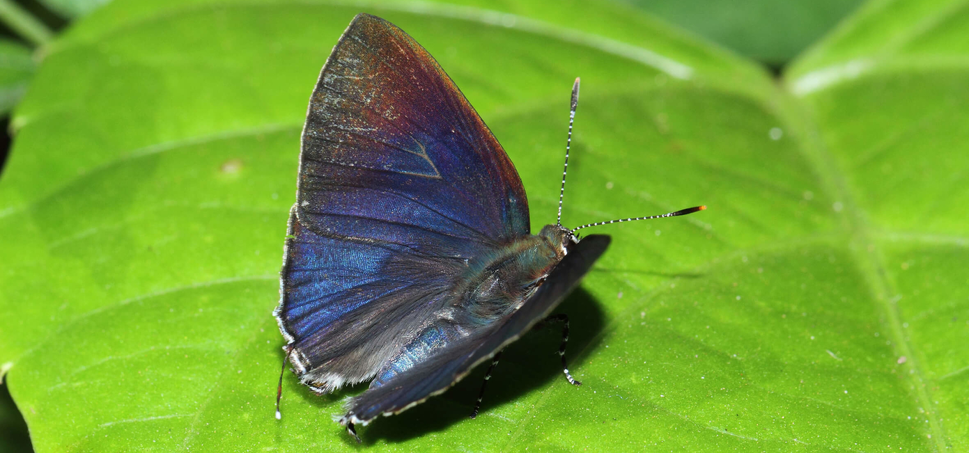 Indigo Flash Butterfly Rapala varuna Butterflies of Sri Lanka