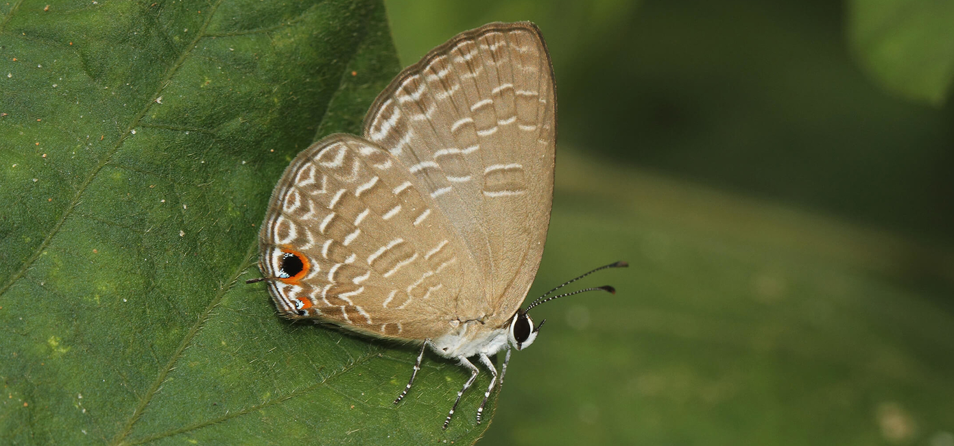 Dark Cerulean Butterfly | Jamides bochus | Butterflies of Sri Lanka