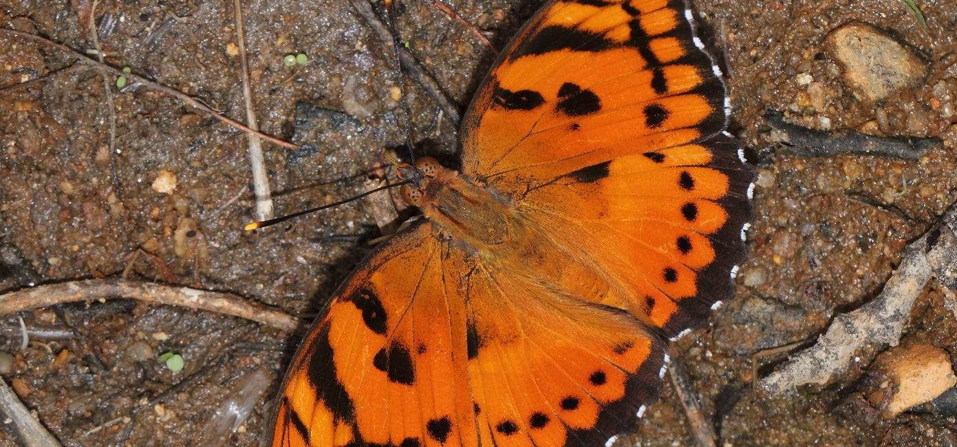 Baronet butterfly symphaedra nais butterflies of sri lanka