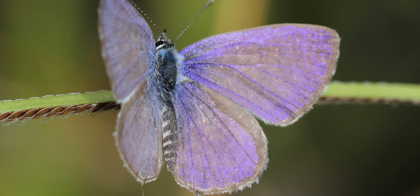 Zebra Blue Butterfly | Leptotes plinius | Butterflies of Sri Lanka