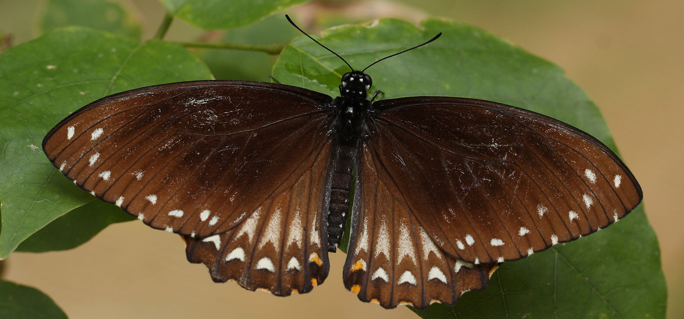 Mime Butterfly | Papilio clytia | Butterflies of Sri Lanka