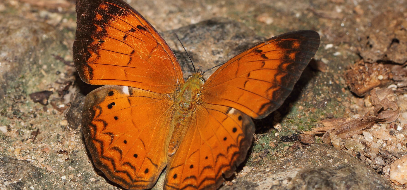 tamil-yeoman-butterfly-cirrochroa-thais-butterflies-of-sri-lanka