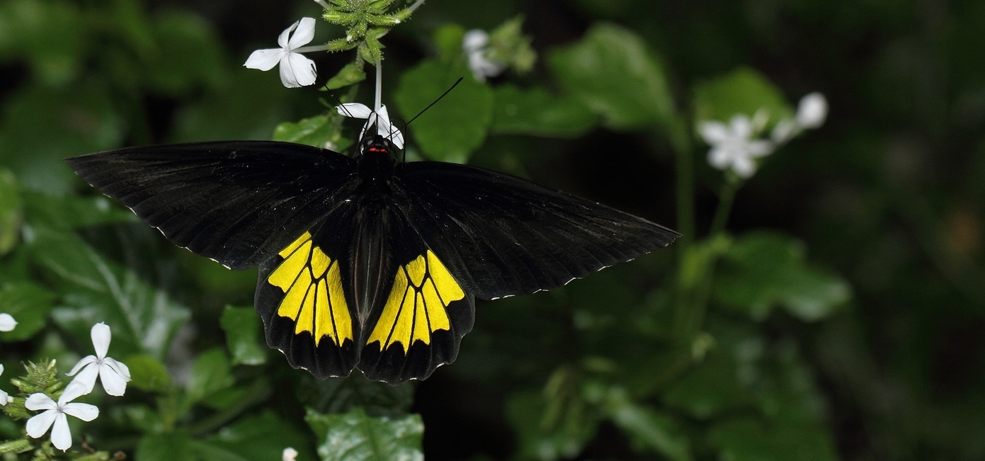 Sri Lankan Birdwing Butterfly Troides darsius Butterflies of Sri Lanka