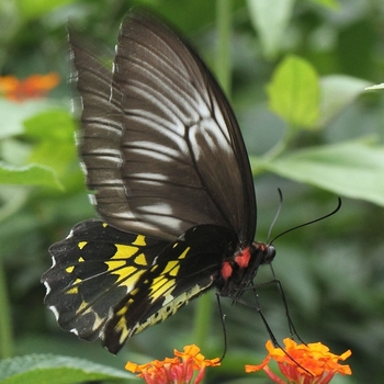 Sri Lankan Birdwing Butterfly | Troides darsius | Butterflies of Sri Lanka