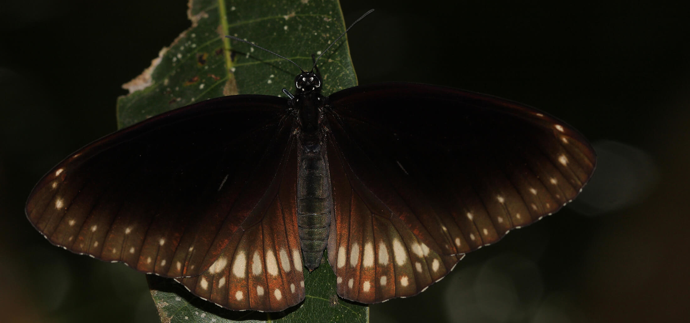 Common Crow Butterfly | Euploea core | Butterflies of Sri Lanka