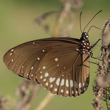Common Crow Butterfly | Euploea core | Butterflies of Sri Lanka