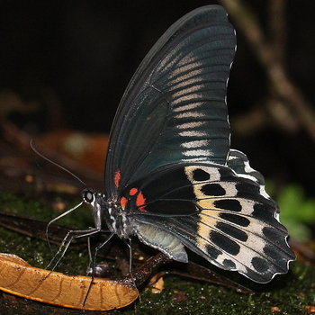 Blue Mormon Butterfly | Papilio polymnestor | Butterflies of Sri Lanka