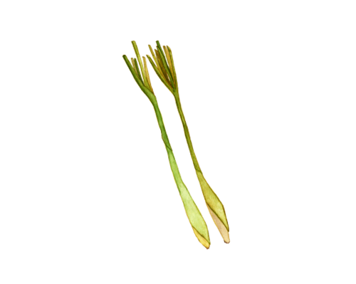 Lemongrass