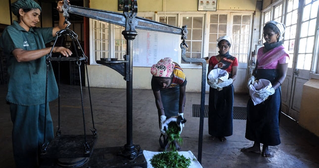 Weighing Leaf