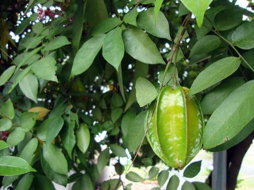 Kamaranga | Tamanta Tree | Averrhoa carambola | Trees in Sri Lanka