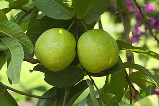 Pera | Guava Tree | Psidium guajava | Trees in Sri Lanka