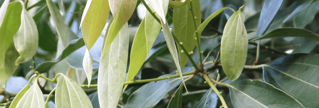 Herbal Plants Sri Lanka: Neolitsea Cassia/Dawul Kurundu, 59% OFF