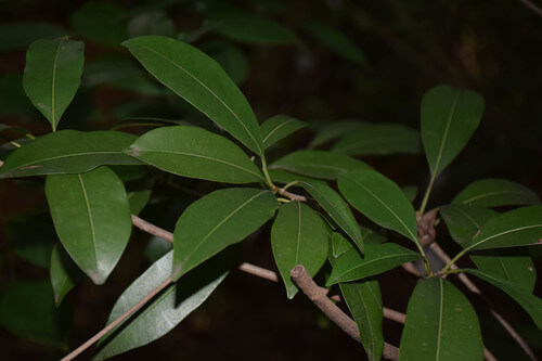 Rata Mi | Sapathilla Tree | Manilkara zapota | Trees in Sri Lanka