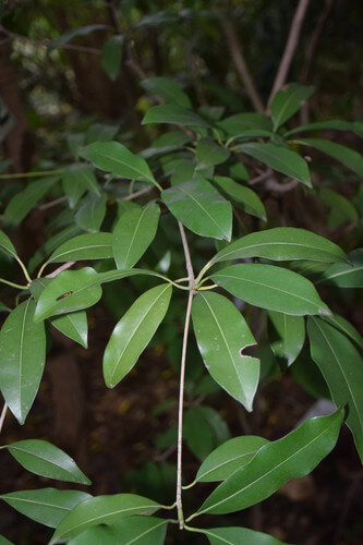 Rata Mi | Sapathilla Tree | Manilkara zapota | Trees in Sri Lanka