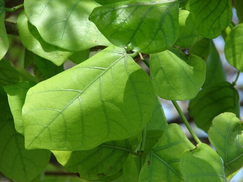 Erabadu | Indian Coral Tree | Erythrina variegate | Trees in Sri Lanka