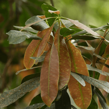 Wal Amba | Ceylon Mango Tree | Mangifera zeylanica | Trees in Sri Lanka