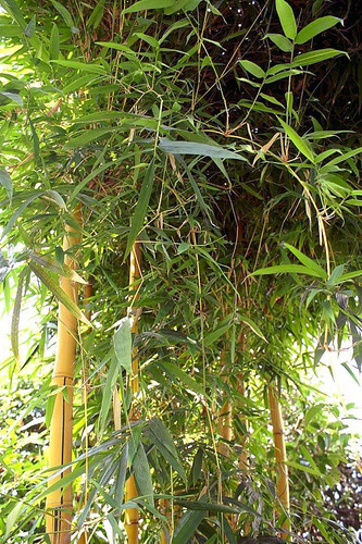 Kaha Una | Yellow Bamboo Tree | Bambusa vulgaris | Trees in Sri Lanka