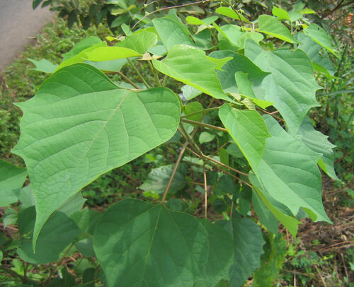 At Demata | Candahar Tree | Gmelina arborea | Trees in Sri Lanka