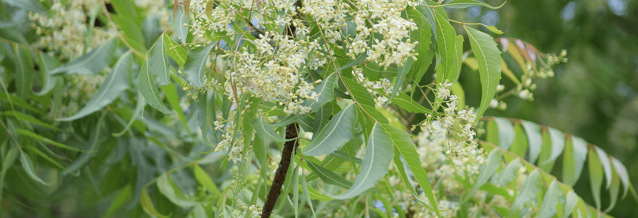 Kohomba | Neem Tree | Azadirachta indica | Trees in Sri Lanka