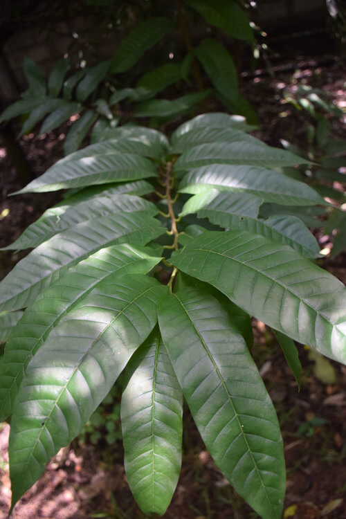 Halamba Tree Plant Quiz | Test Knowledge on Trees and Plants of Sri Lanka | Dilmah