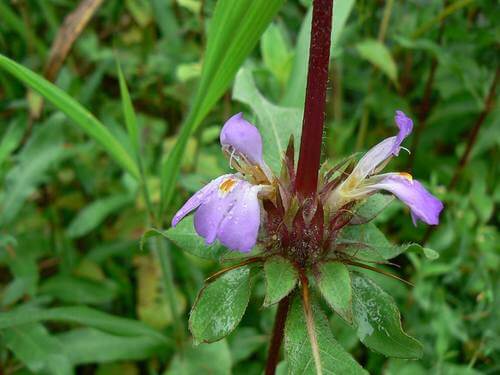 Katuikiriya | Marsh Barble Tree | Hygrophila schulli | Trees in Sri Lanka