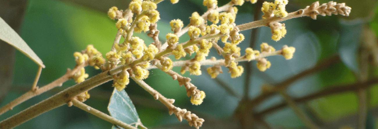 Boo Kenda | Rusty Kamala Tree | Mallotus tetracoccus | Trees in Sri Lanka