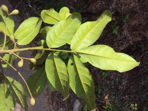 Puwangu | Kannakompu Tree | Aglaiaela eagnoidea | Trees in Sri Lanka