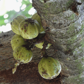 Kotadimbula | Hairy Fig Tree | Ficus hispida | Trees in Sri Lanka