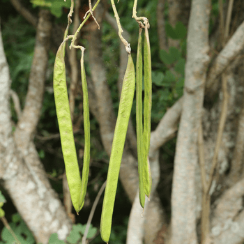 Kobolila Tree | Butterfly Tree | Bauhinia purpurea | Trees in Sri Lanka