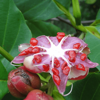 Para | Shrubby Dillenia Tree | Dillenia suffruticosa | Trees in Sri Lanka