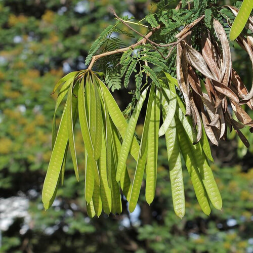 Ipil Ipil | White Lead Tree | Leucaena leucocephala | Trees in Sri Lanka