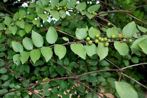 Heen Eraminiya | Jackal Jujube Tree | Zizyphus oenopila | Trees in Sri ...