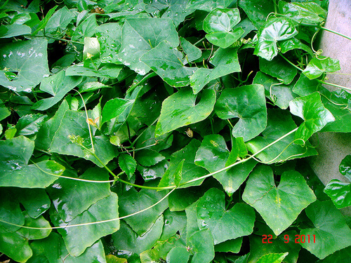 Kowakka | Ivy gourd Tree | Coccinia grandis | Trees in Sri Lanka