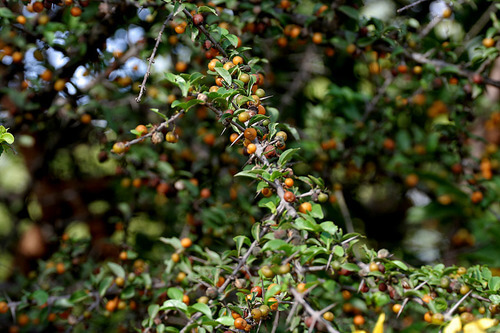 Kara | Tree | Canthium coromandelicum | Trees Sri Lanka