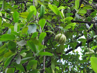 Kanagoraka | Garcinia quaesita | Endemic Trees in Sri Lanka