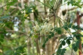 Murunga | Horse Radish Tree | Moringa oleifera | Trees in Sri Lanka