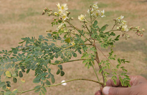 Murunga | Horse Radish Tree | Moringa oleifera | Trees in Sri Lanka